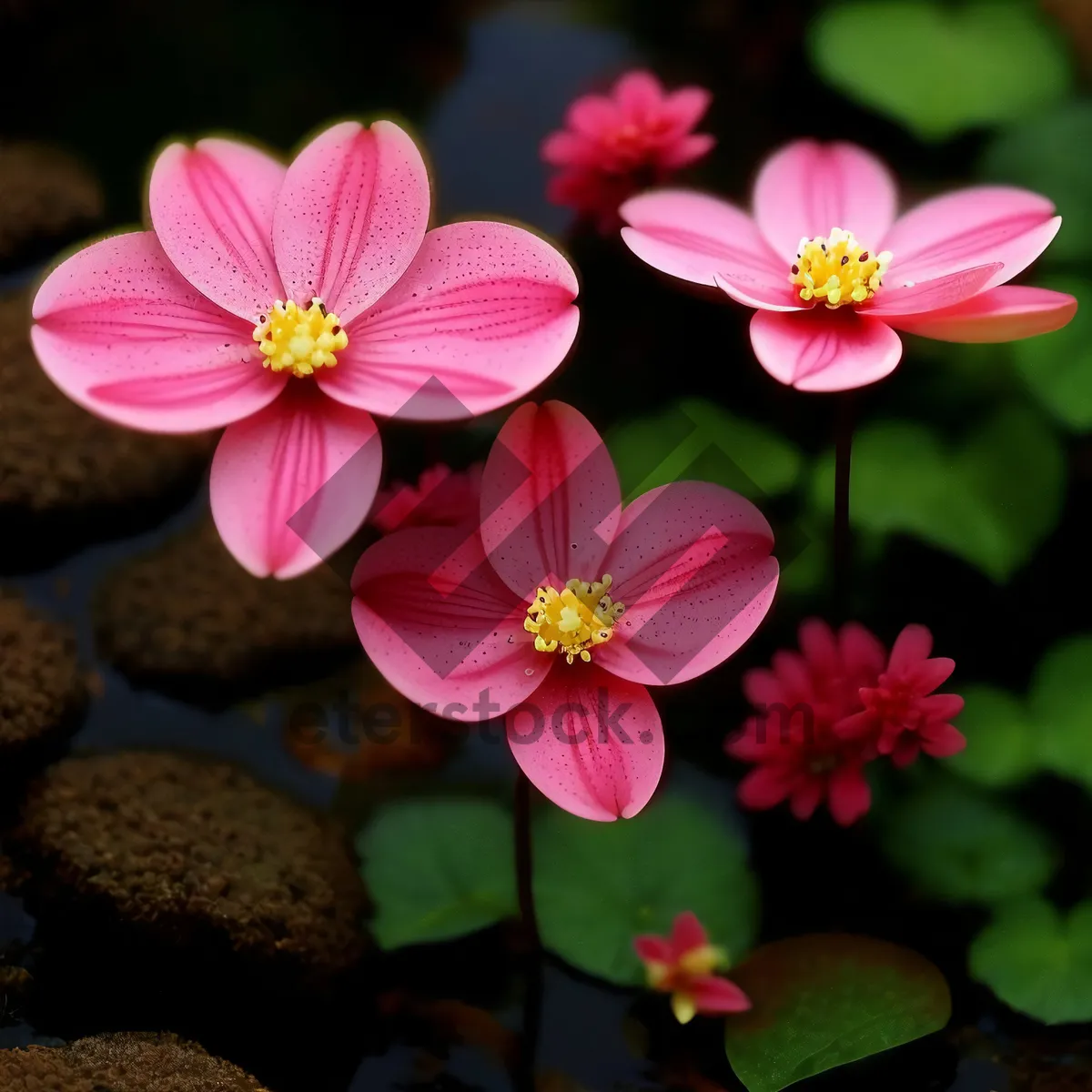 Picture of Pink Blossoming Scarlet Pimpernel in Garden