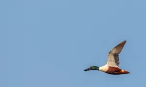 Seagull soaring over the ocean waves