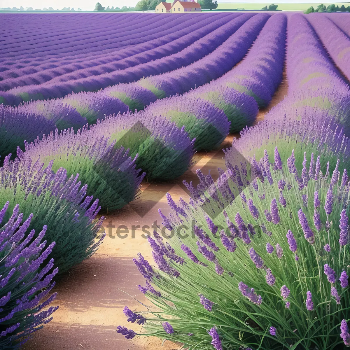 Picture of Fragrant Lavender Field in Colorful Countryside