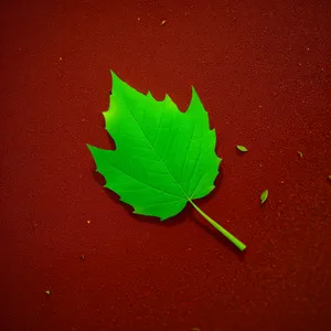 Fresh Spring Leaves on Clover Tree