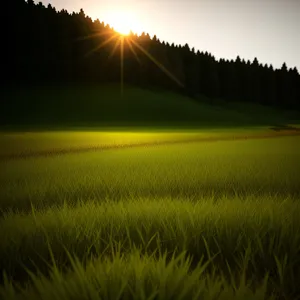 Golden Horizon: Sun-kissed Meadow in the Countryside