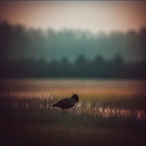 Bustard soaring over a majestic sunset