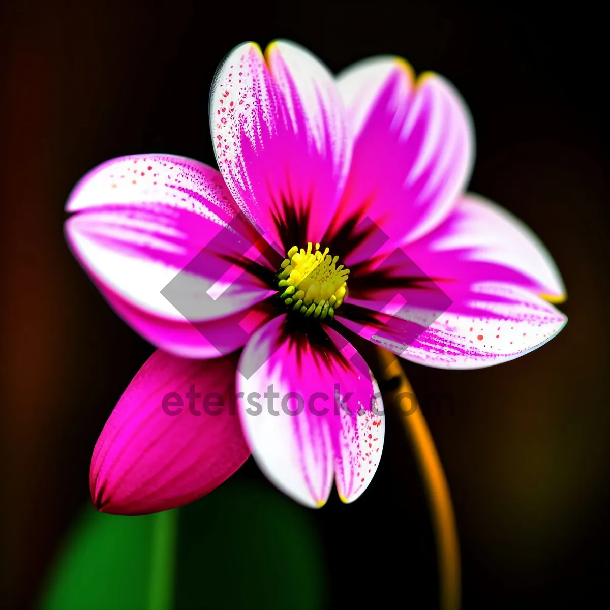 Picture of Pink Blossoming Wood Sorrel in Vibrant Garden