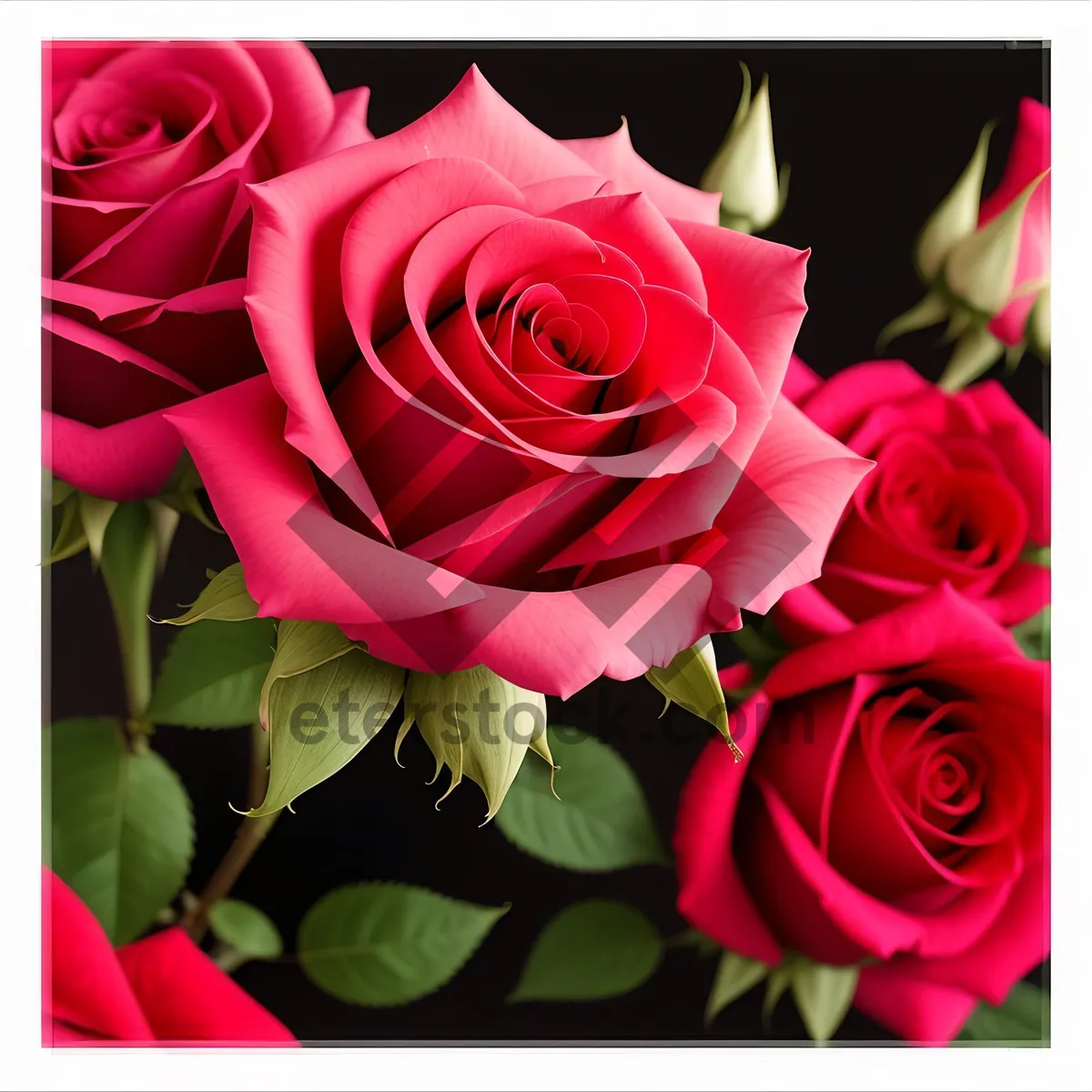 Picture of Romantic Pink Rose Bouquet for Valentine's Day