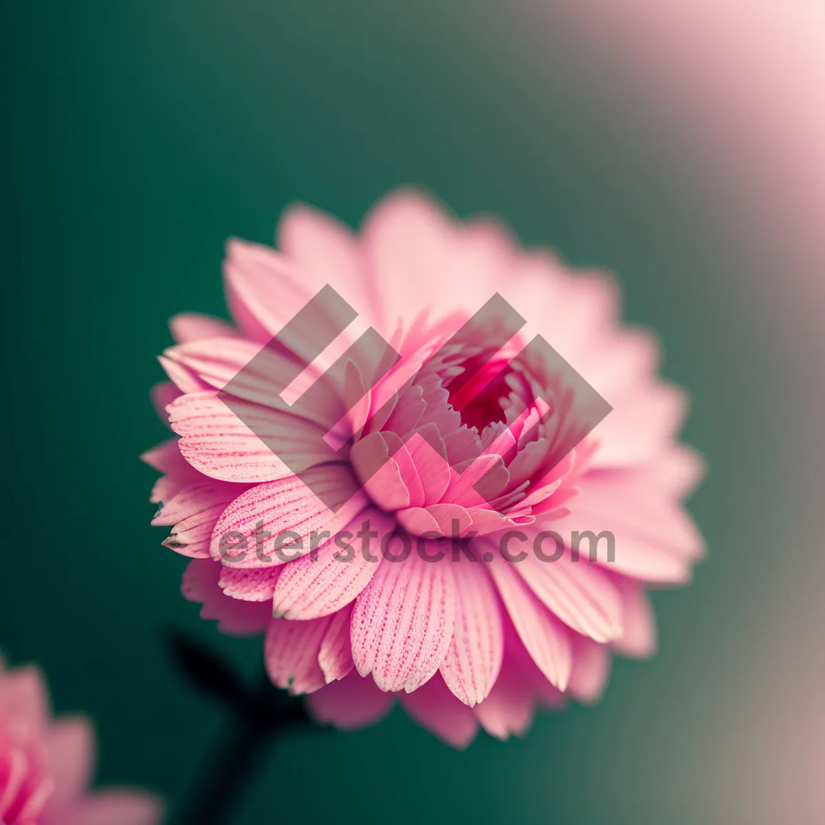 Picture of Blooming Flora: Fresh Valentine Blossom