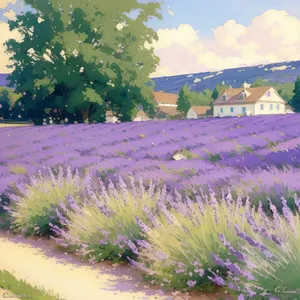 Serene Lavender Garden in the Countryside