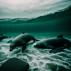 Marine Life Underwater Safari: Dolphin, Sea Lion, Whale