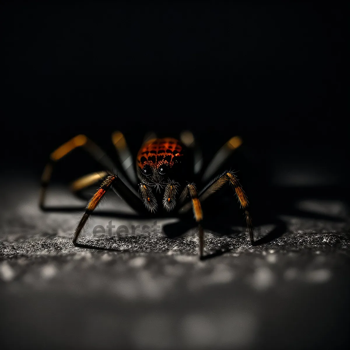 Picture of Colorful Arachnid Resting on Yellow Flower