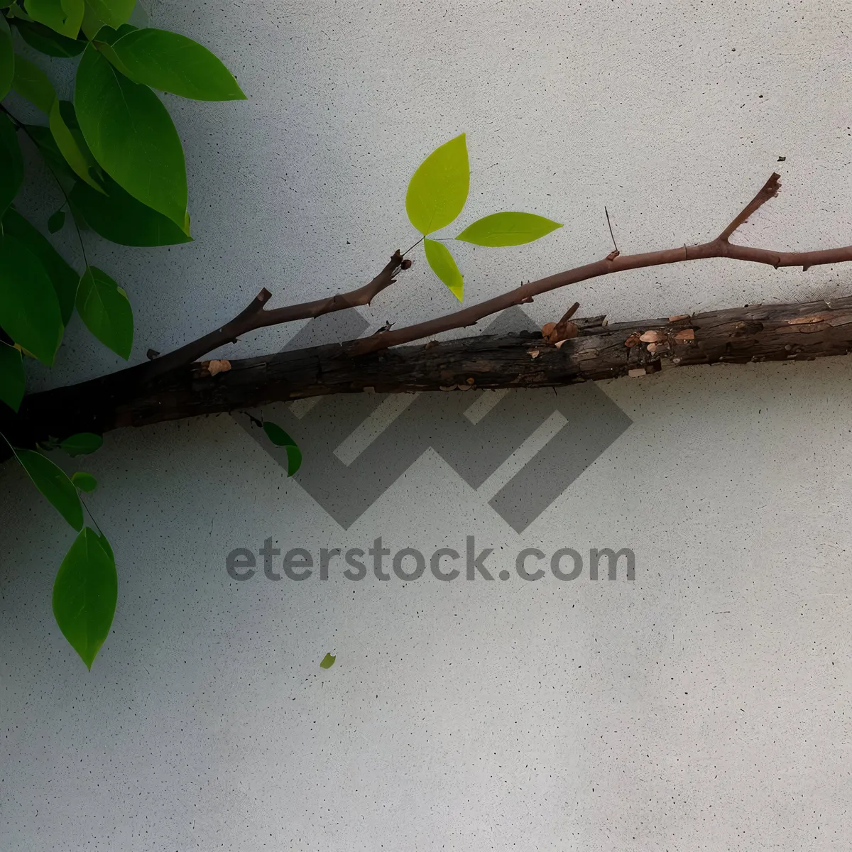 Picture of Forest insect on branch of tree with walking stick.