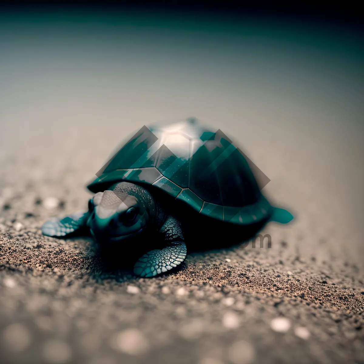 Picture of Hermit Crab Encounters Snail: Curious Mollusk Meeting