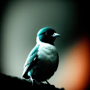 Black-winged Seabird with Piercing Eye