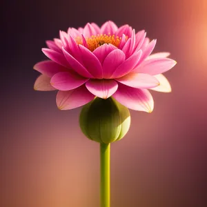 Vibrant Pink Lotus Blossom in Spring Garden