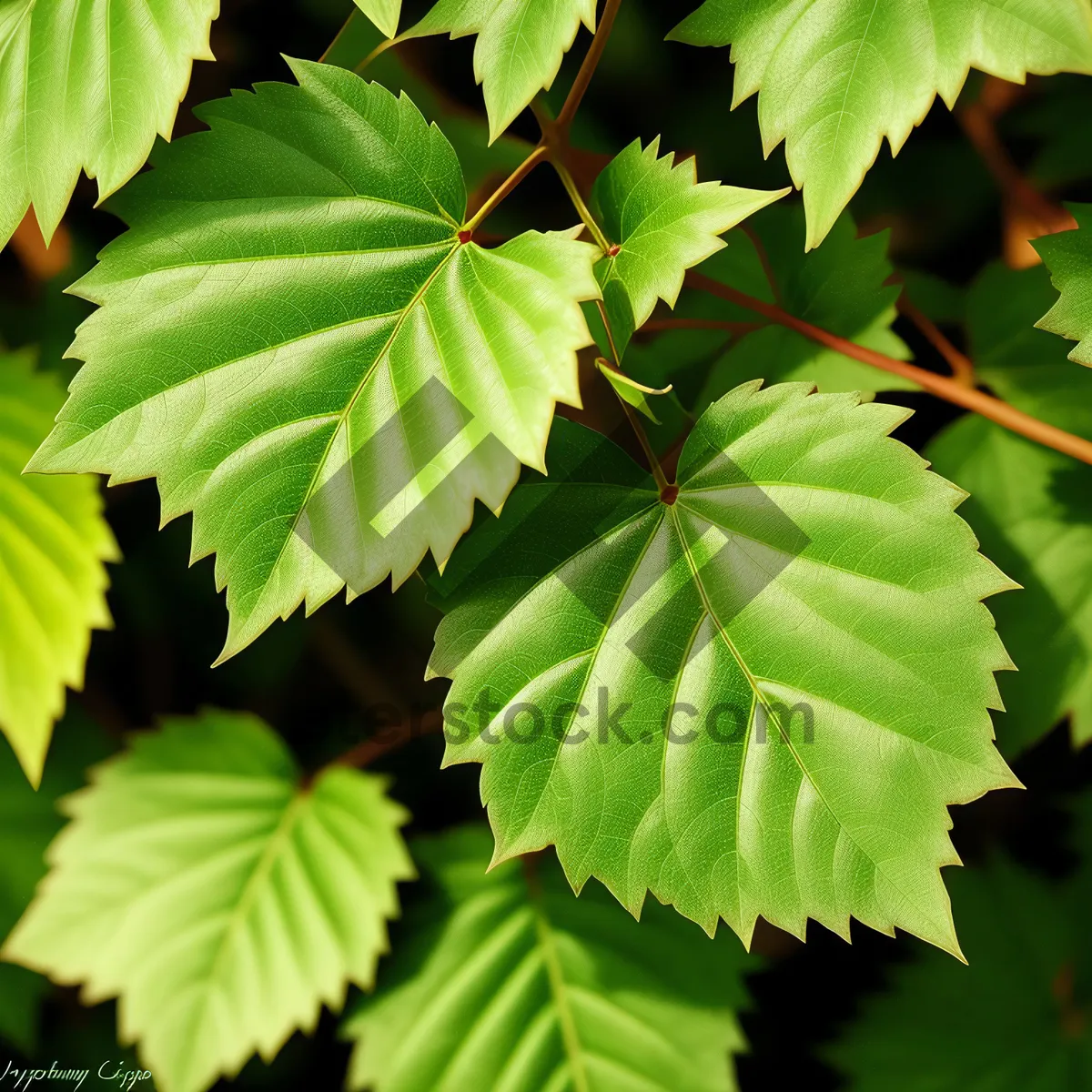 Picture of Lush Maple Tree with Vibrant Foliage in Sunlit Forest