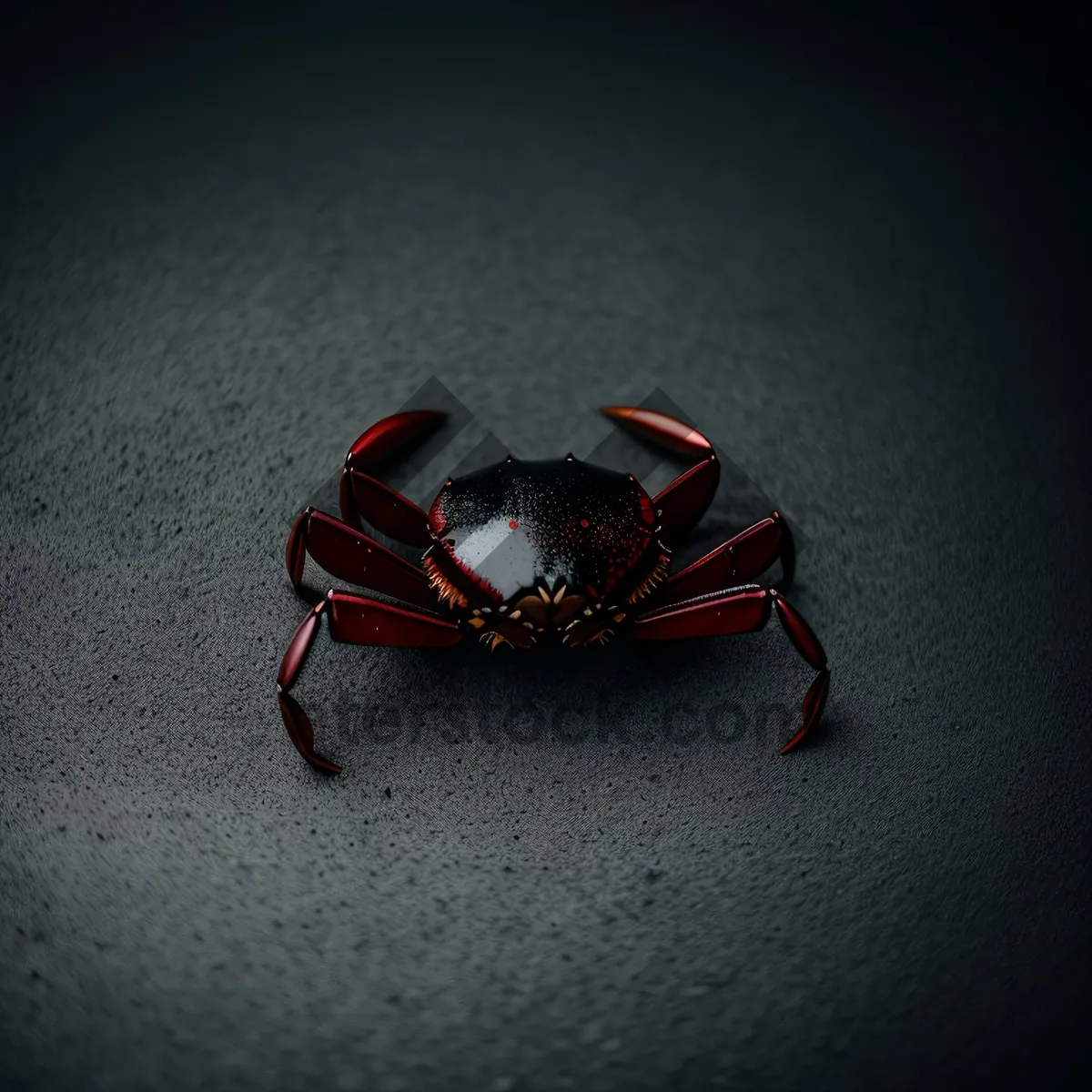 Picture of Fiddler Crab: Close-Up of Fascinating Arthropod