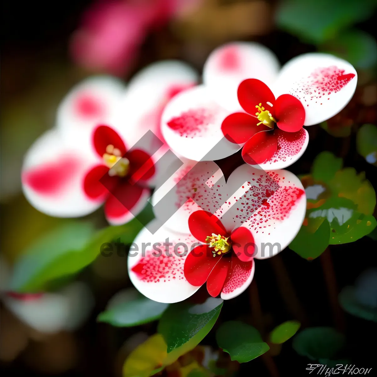 Picture of Candy Pink Blossoming Orchid in Spring Garden