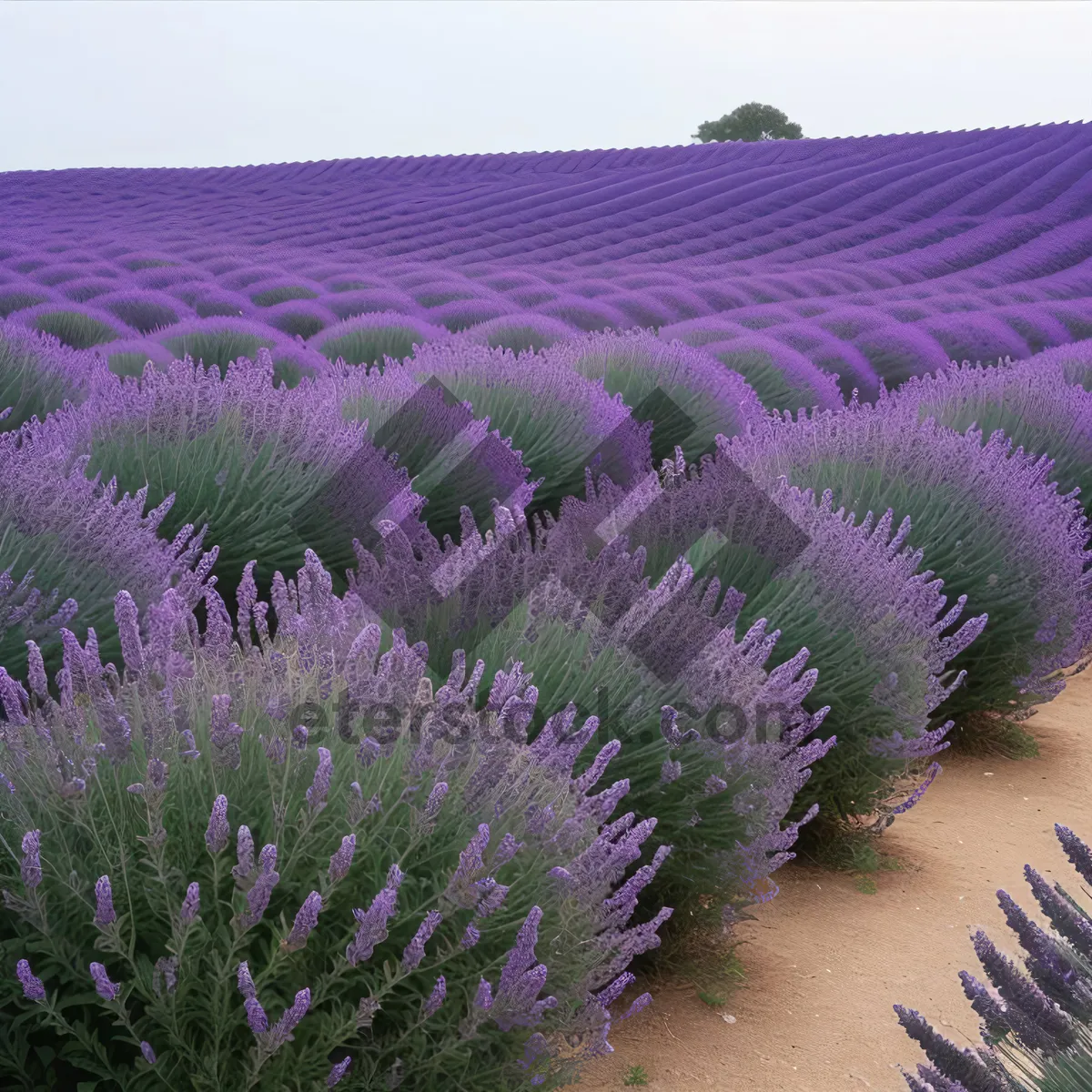 Picture of Vibrant Lavender Blooms in Rural Garden