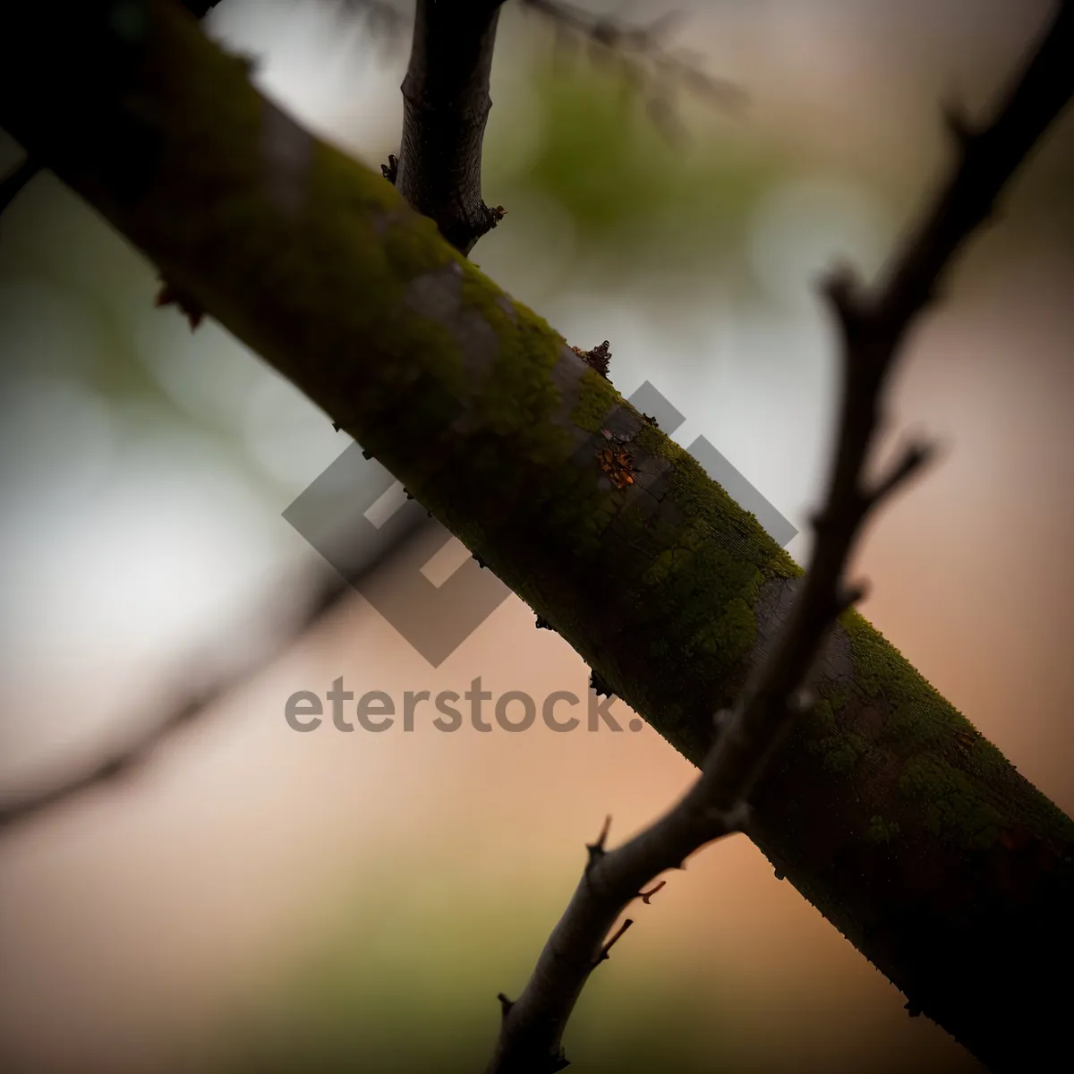 Picture of Enchanting Forest Foliage with Rustic Walking Stick