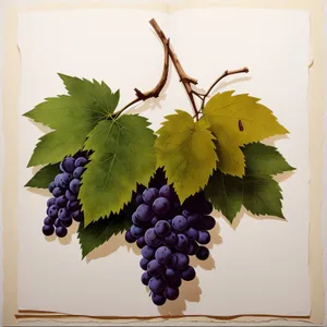 Autumn Harvest: Ripe, Juicy Grapes on Vine