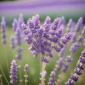 Blooming Lavender Field in Rural Countryside