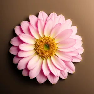 Pretty Pink Daisy Blossom in Bloom