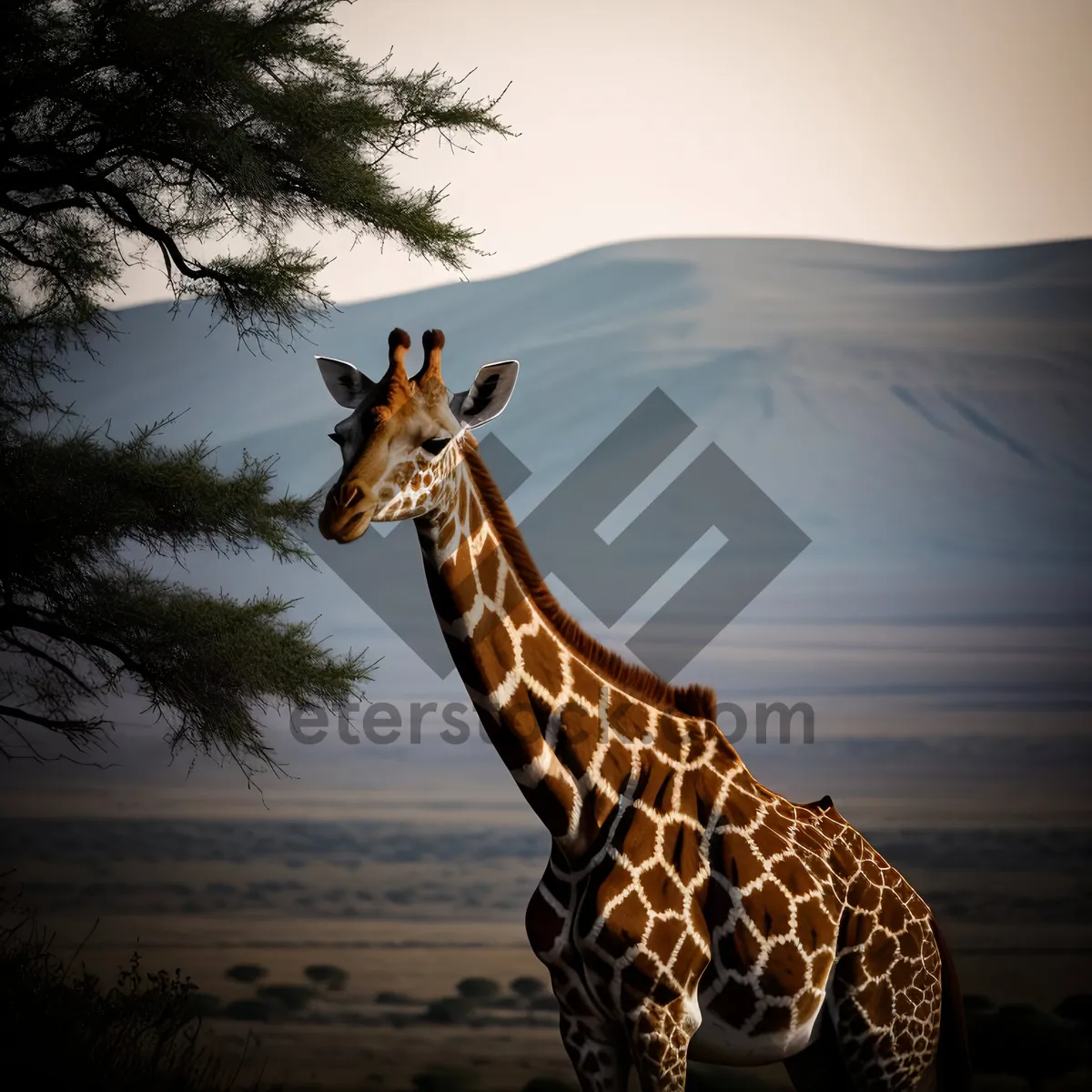 Picture of Graceful Giraffe at South Safari Park