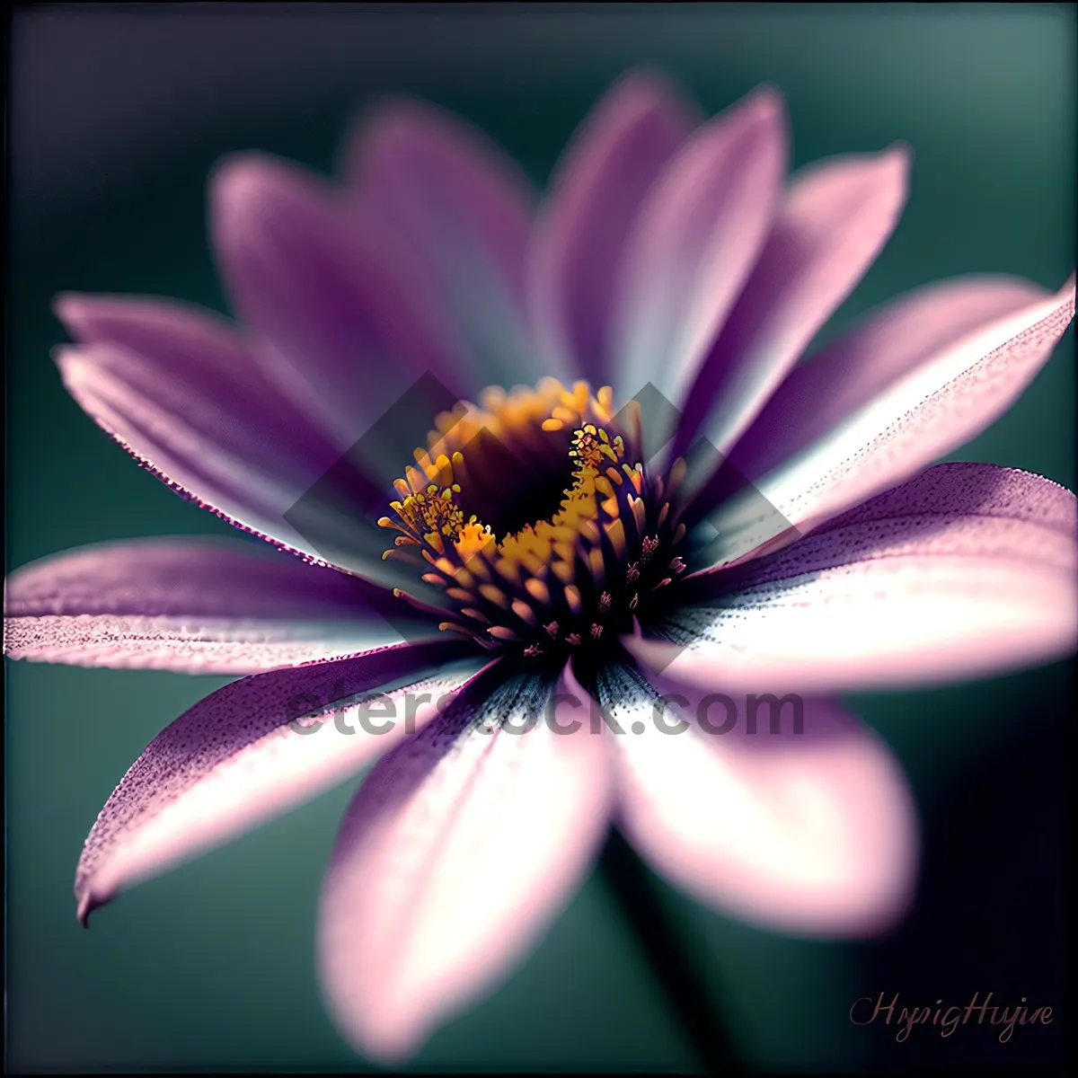 Picture of Pink Daisy Blossom in Vibrant Garden