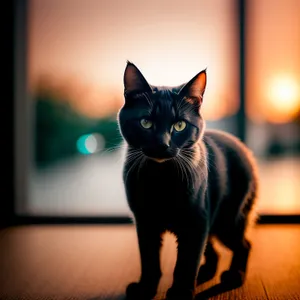 Cute Gray Kitty with Whiskers and Fluffy Fur