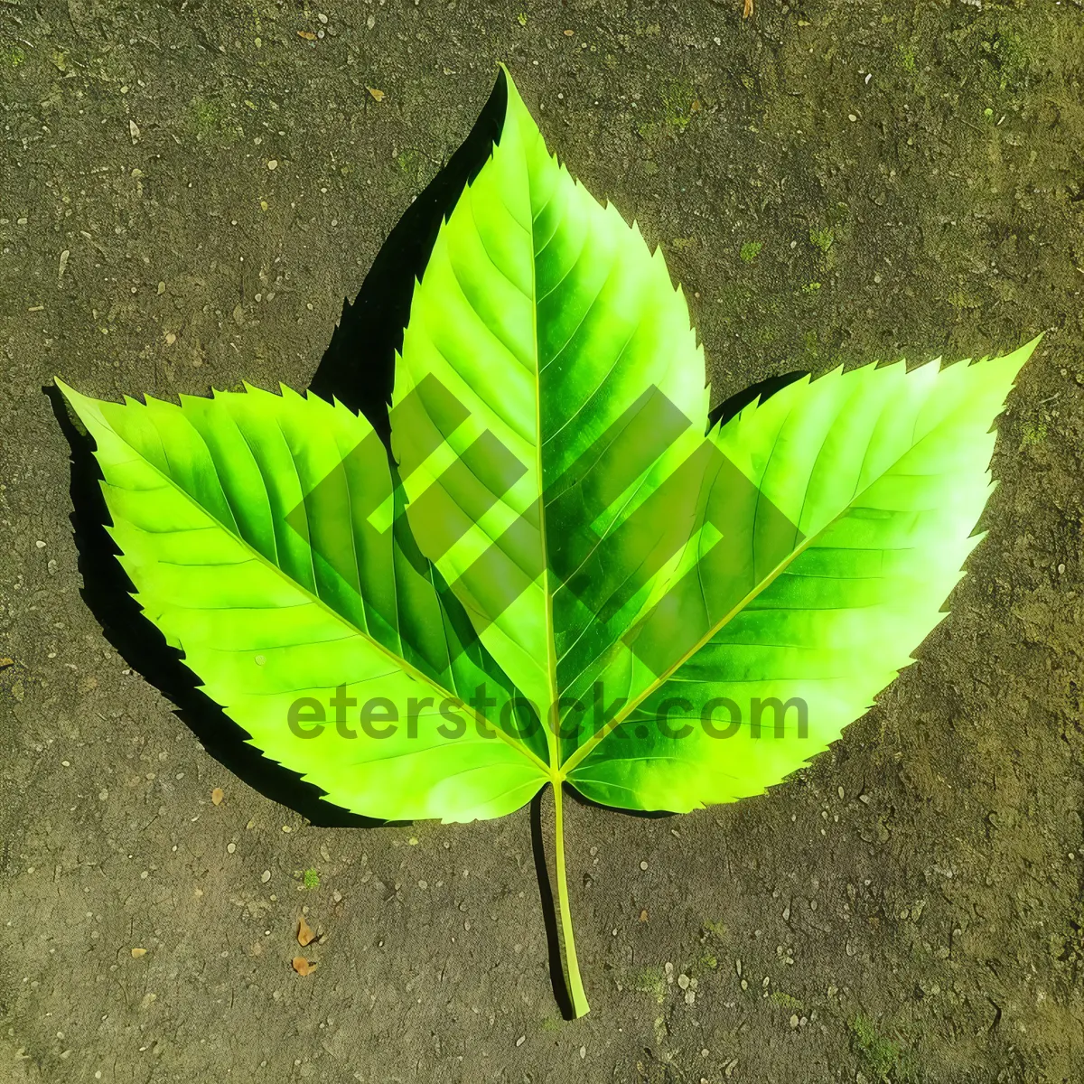 Picture of Bright Summer Foliage: Vibrant Leaves in a Garden