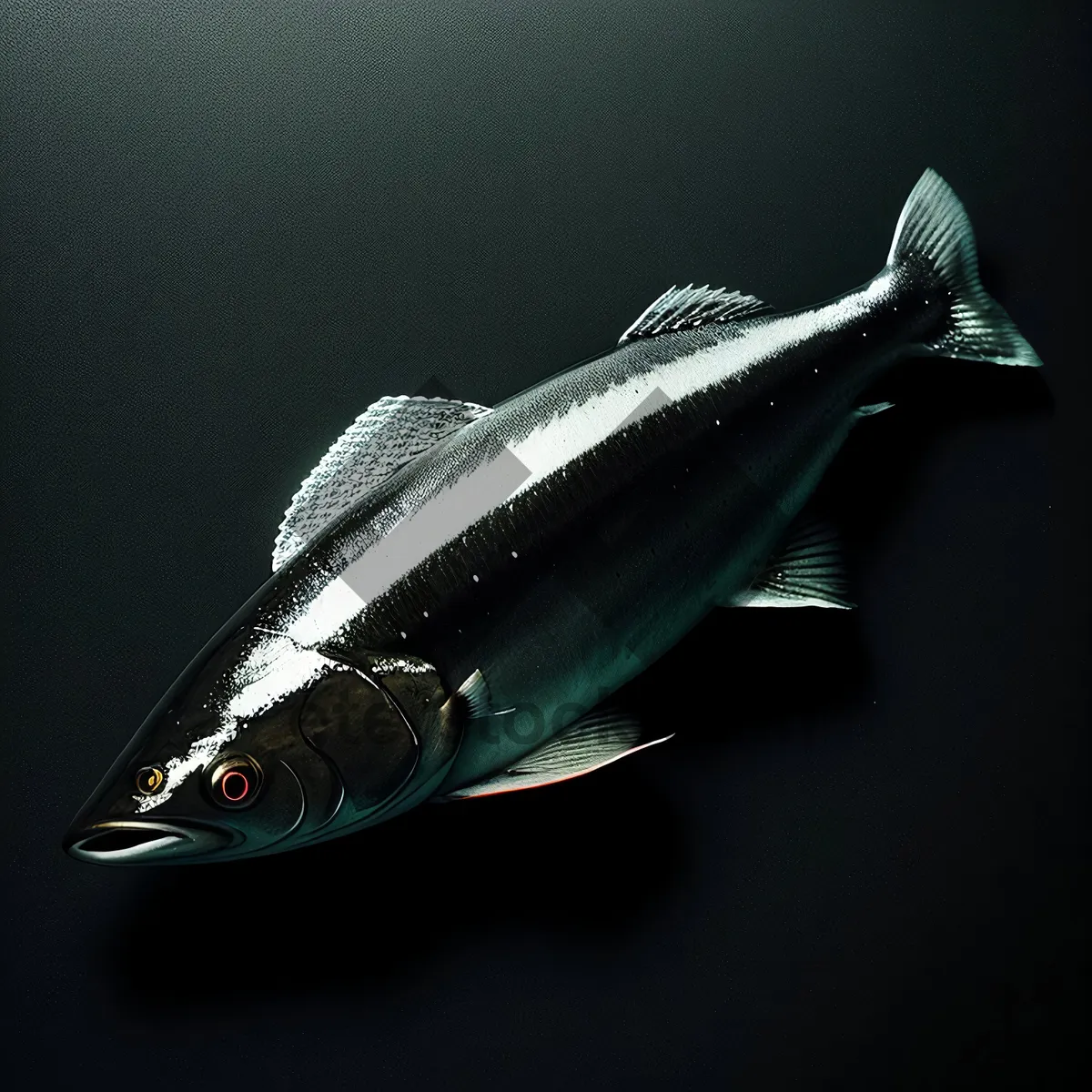 Picture of Tuna fish swimming in black bat.