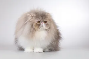 Cute gray kitten with fluffy fur and curious eyes