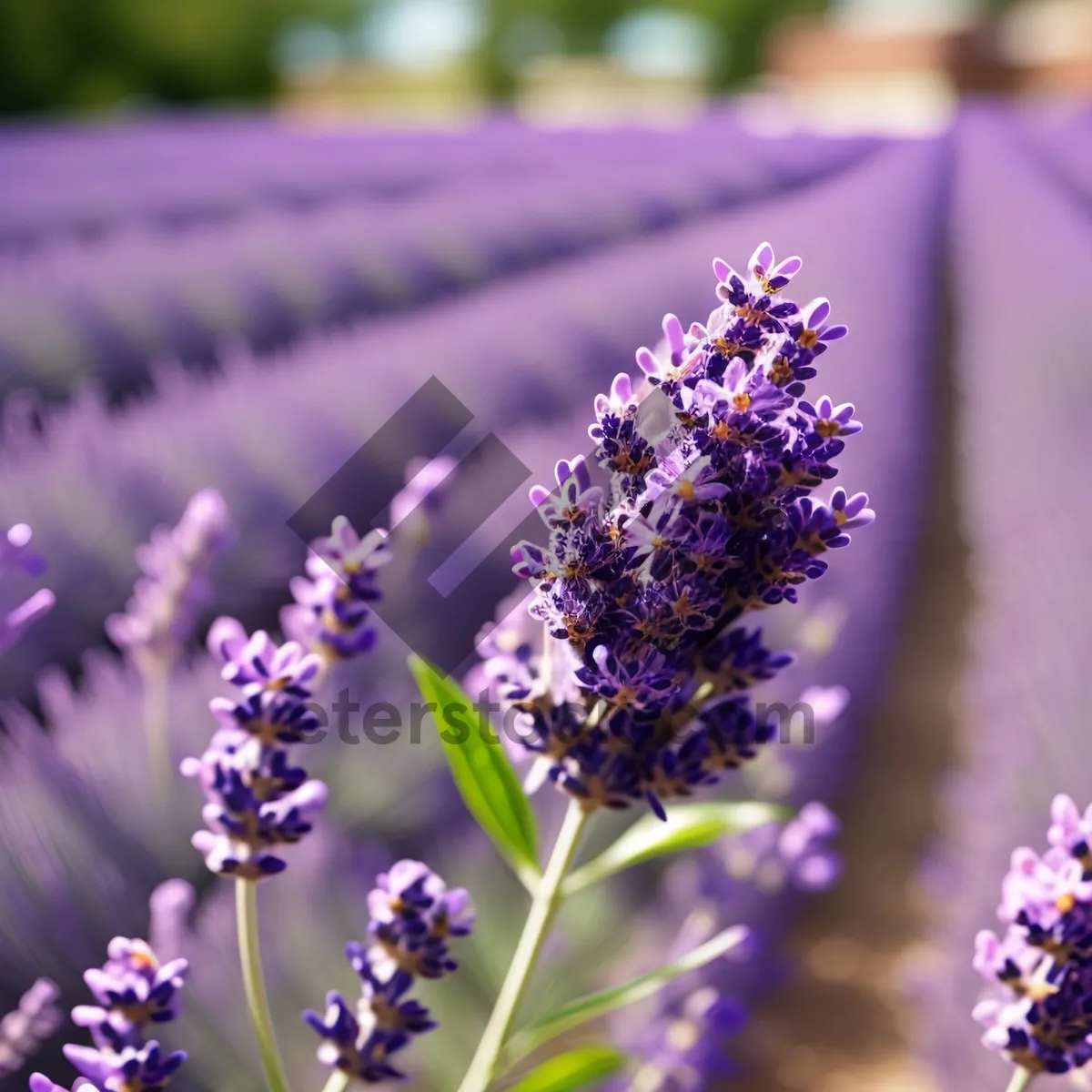 Picture of Lavender Garden Blooms: Aromatic Purple Floral Field in Summer