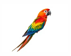 Colorful Macaw Parrot Perched on a Branch with Feathers