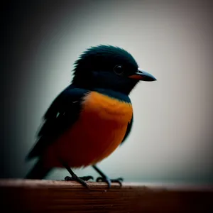 Wild Robin perched on branch with colorful feathers