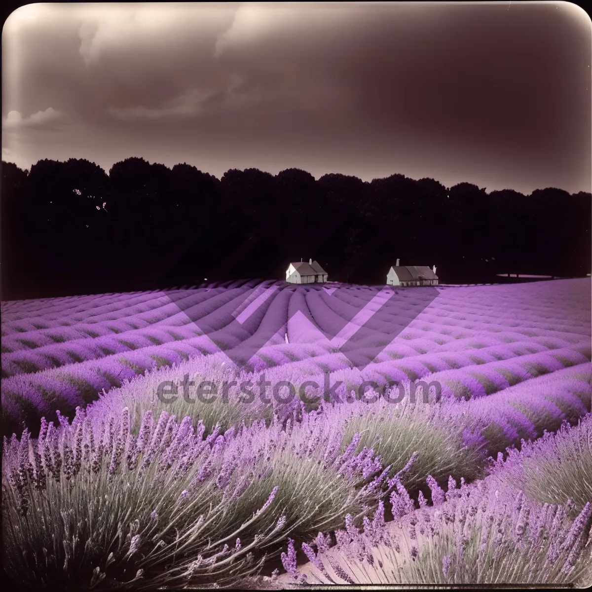 Picture of Serene Lavender Fields Under Starry Night Sky