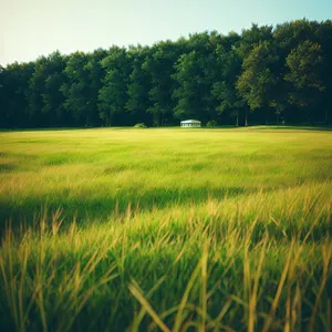 Summer Serenity: Rice Field Under Clear Skies