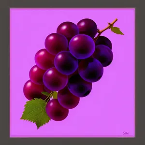 Autumn Harvest: Sweet Grape Cluster from Vineyard