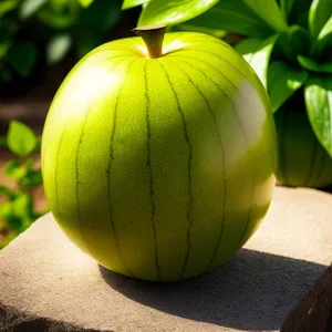 Fresh and Healthy Apple Fruit on Ground