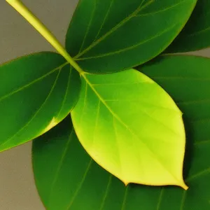 Bright Foliage: Vibrant Summer Leaves on a Fig Tree