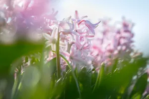 Colorful Lilac Flower in Bright Sunlight.