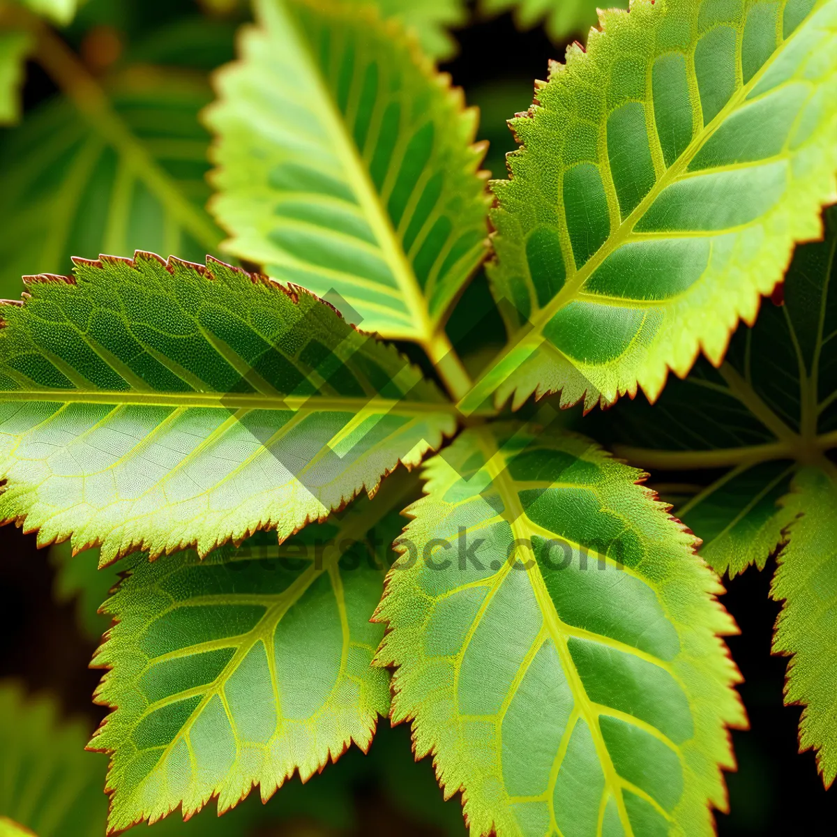 Picture of Lush Spring Foliage in Bright Forest Setting