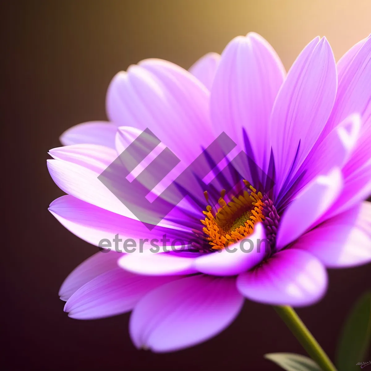 Picture of Pink Daisy Blossom in a Colorful Garden.