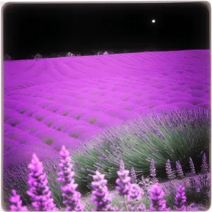 Lavender LED Flower: Vibrantly Colorful Plant Illuminated