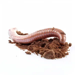 Arthropod Centipede vs. Millipede Showdown