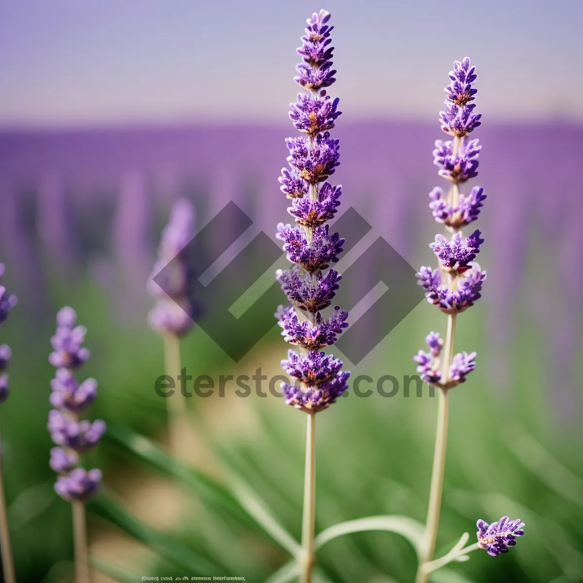 Picture of Vibrant lavender blooms in a tranquil garden.