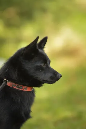 Cute black puppy with brown eyes and fluffy fur.