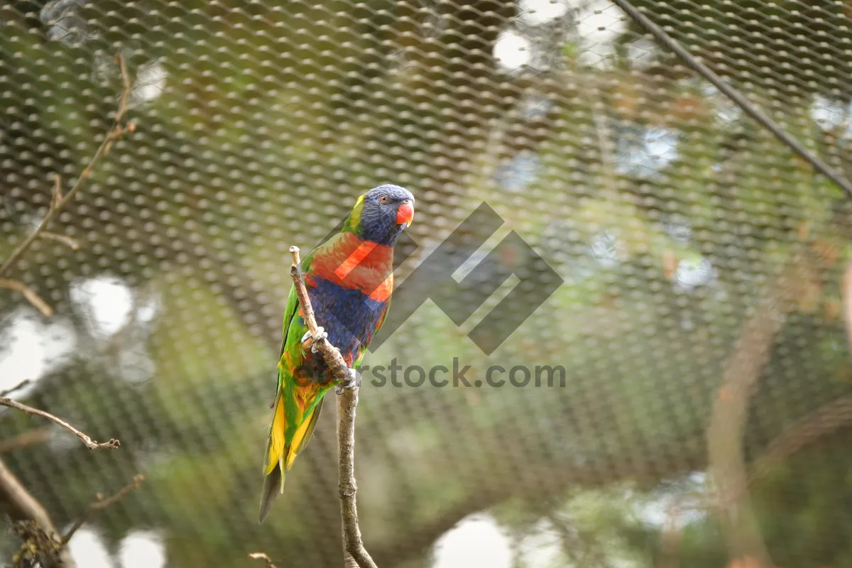 Picture of Bright tropical parrot with colorful feathers on branch.