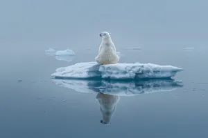 Arctic Gull Flying Over Icy Ocean Waters