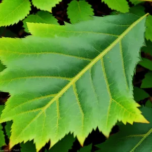 Vibrant Maple Leaves in Summer Forest