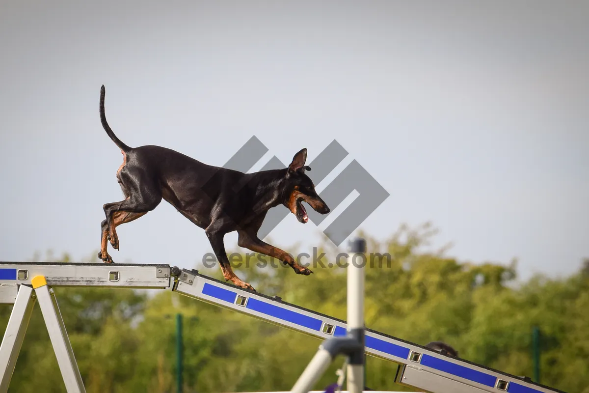Picture of Dog is running in agility park on dog walk. She teachs new thing for competition.