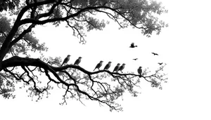 Black Oak Tree Silhouette in Sky, Branches Tracing